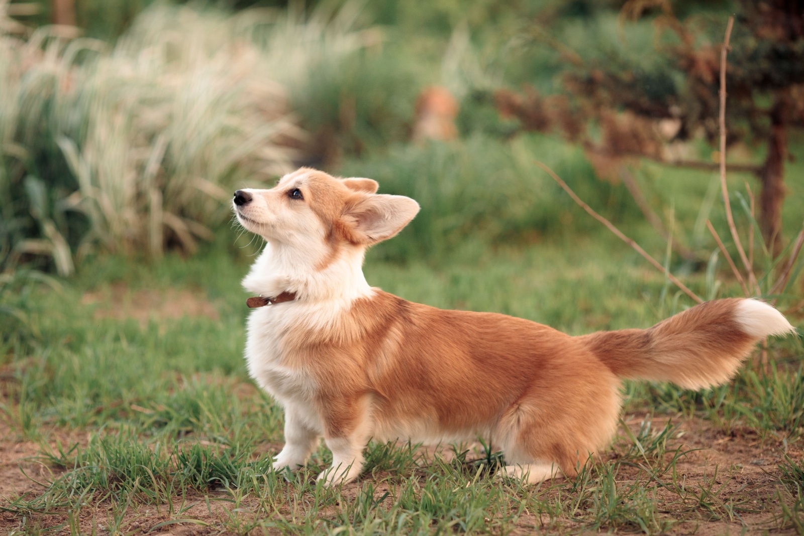 happy dog