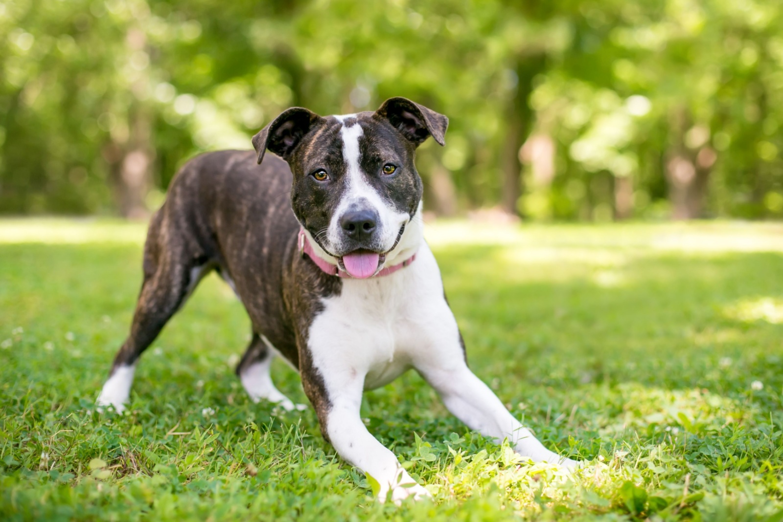 happy dog