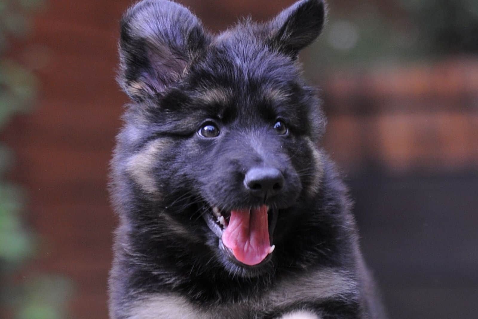 happy german shepherd