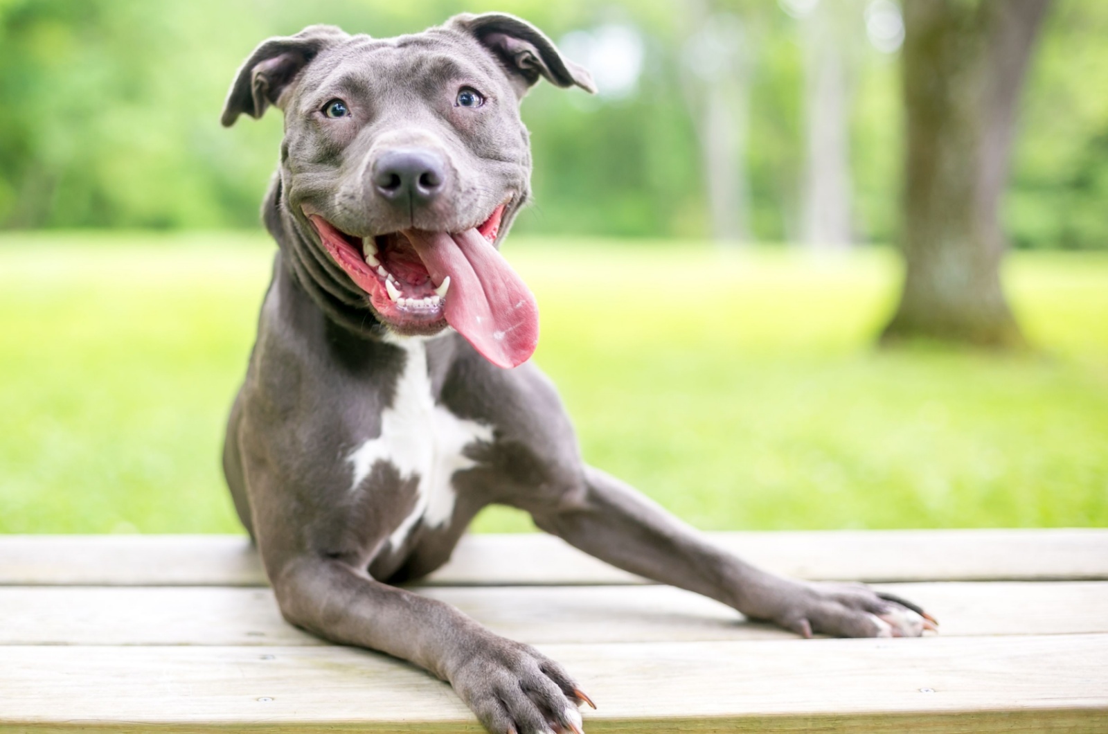 happy pit bull