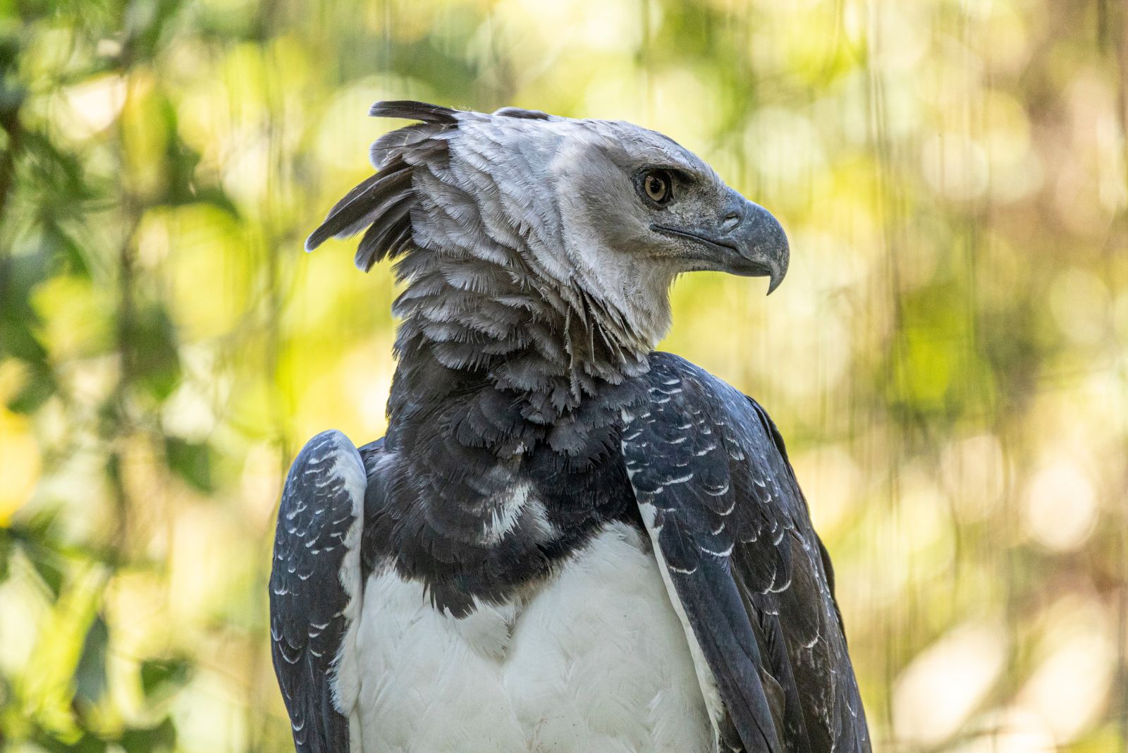 harpy eagle