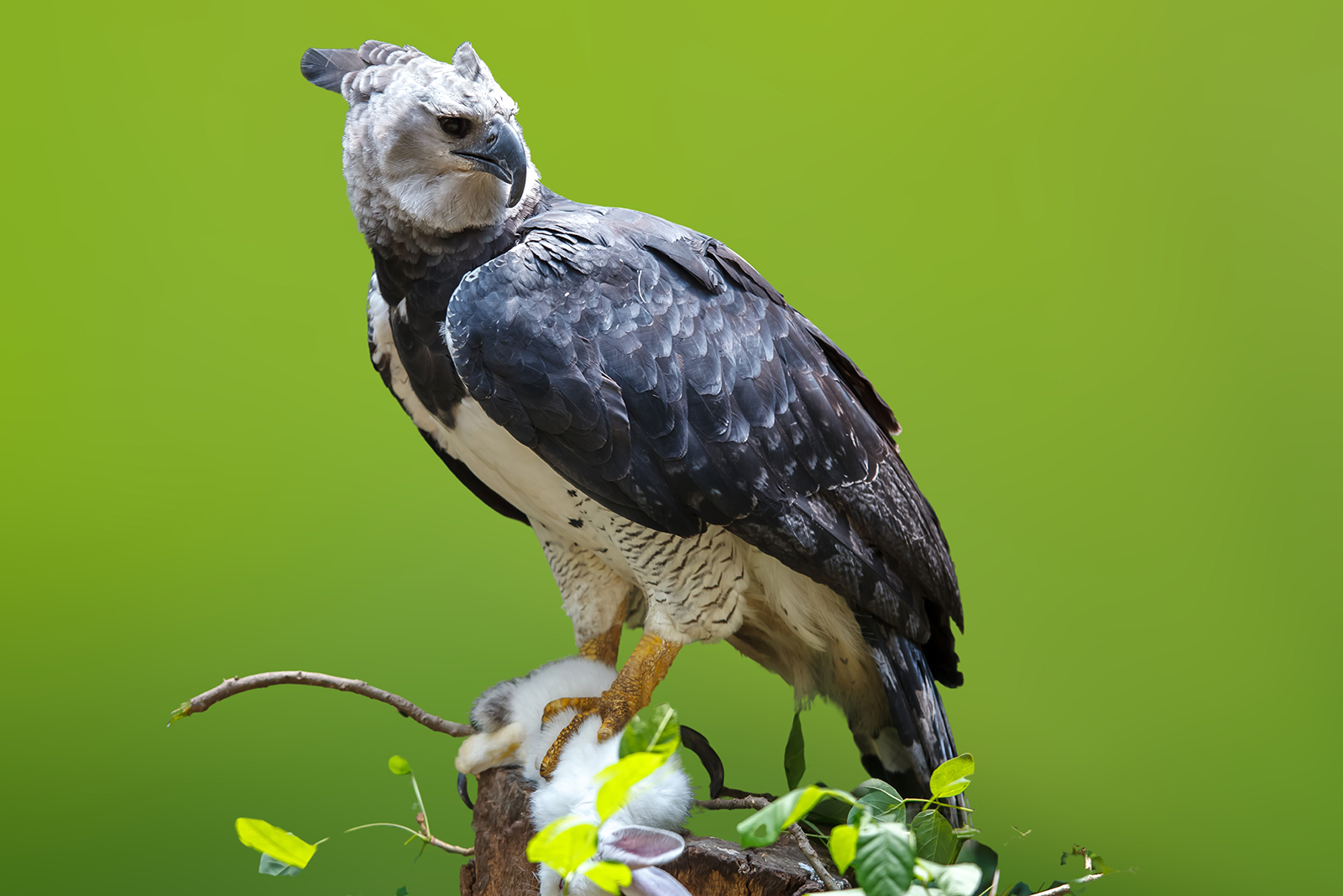 harpy eagle