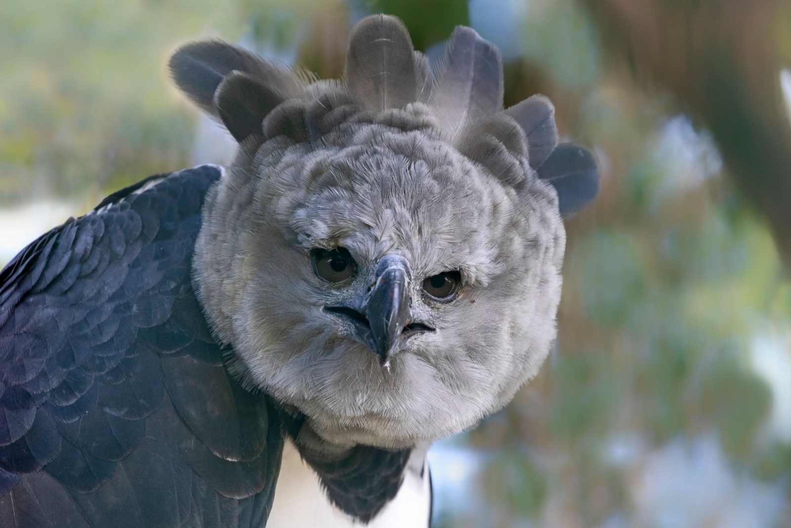 harpy eagle