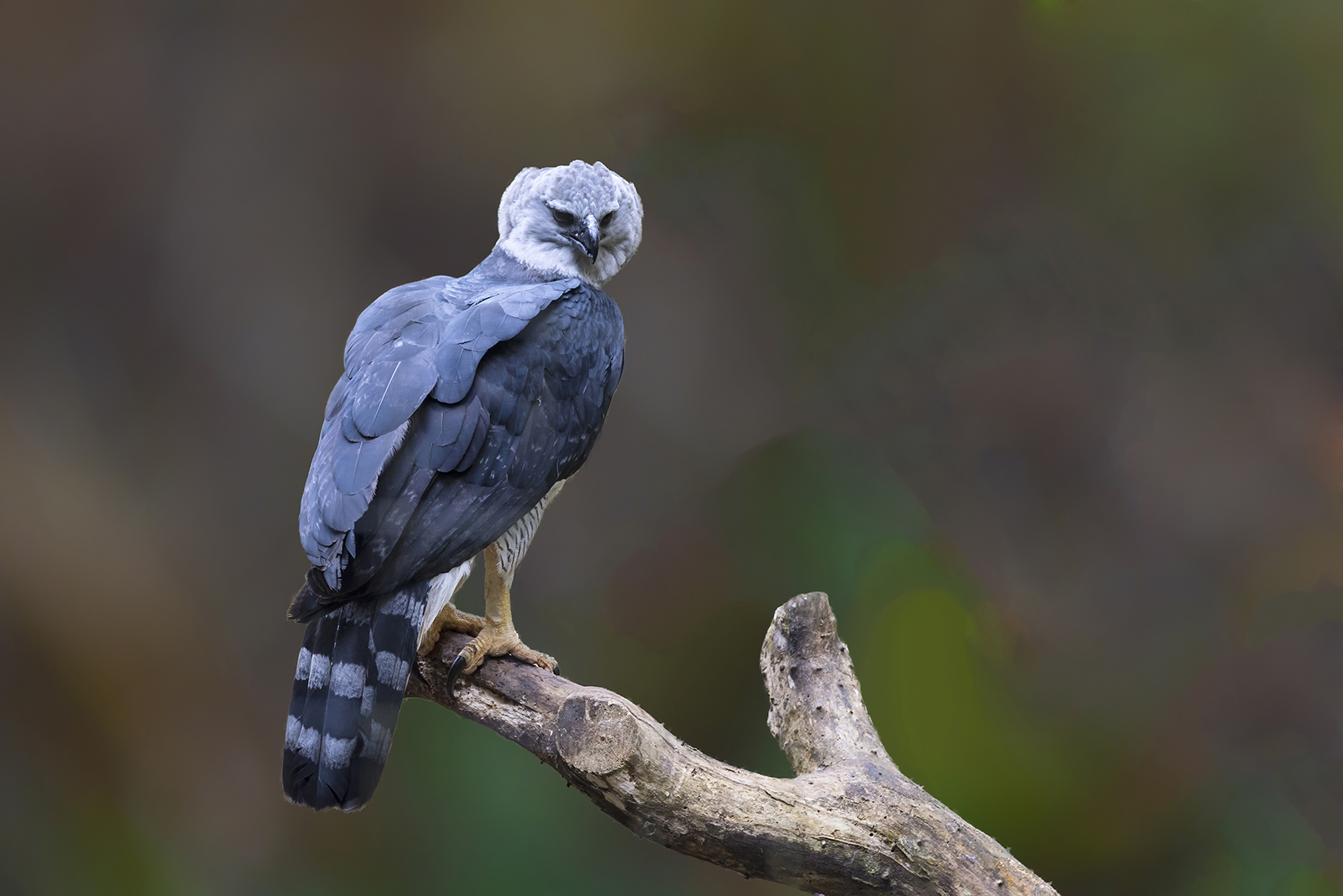 harpy eagle