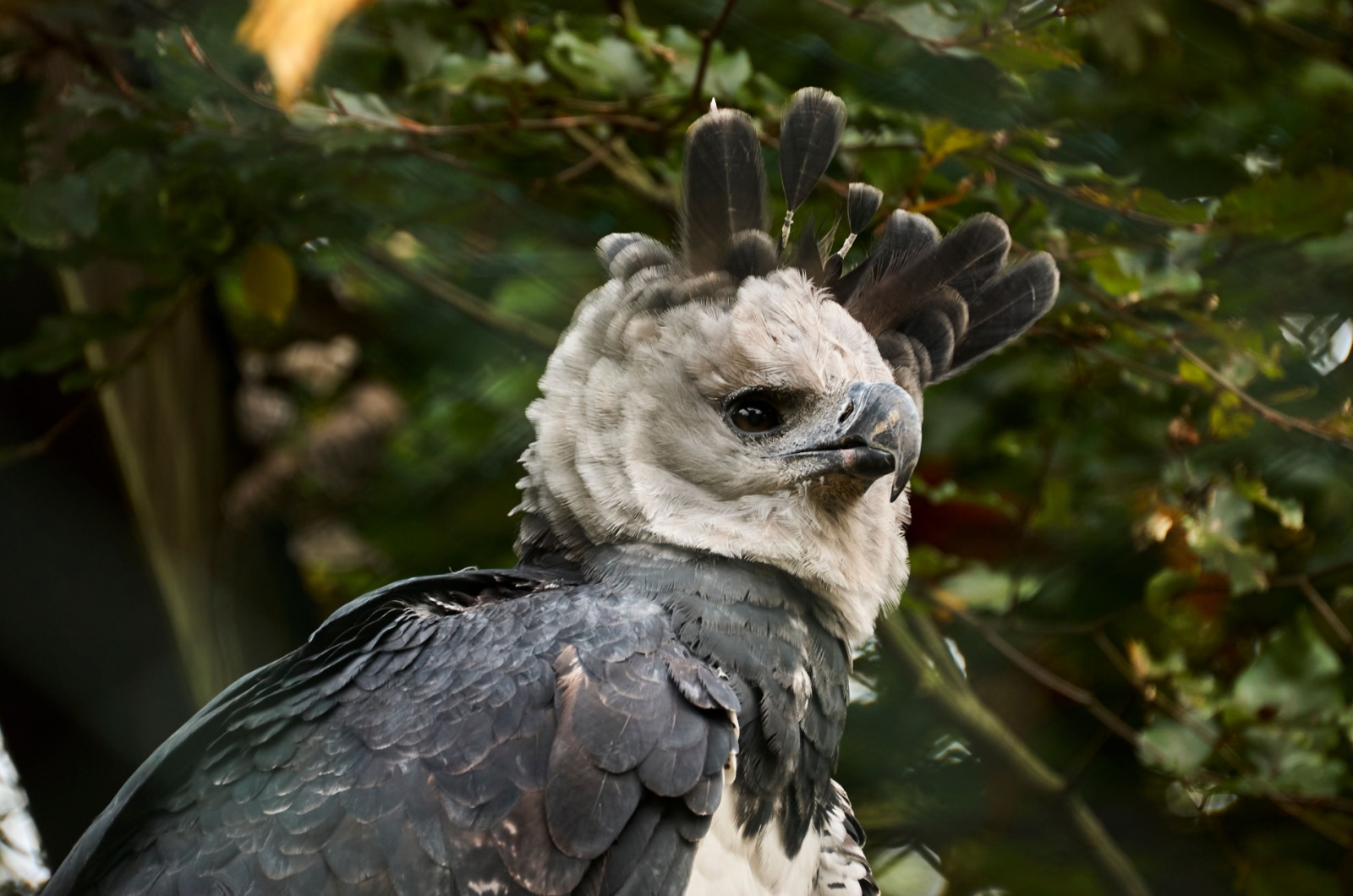 harpy eagle