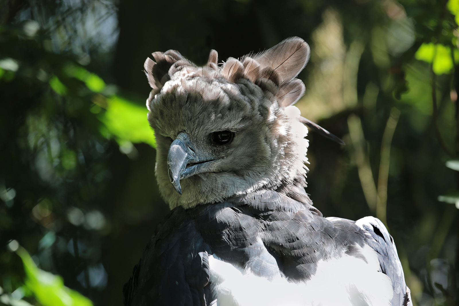 harpy eagle beak