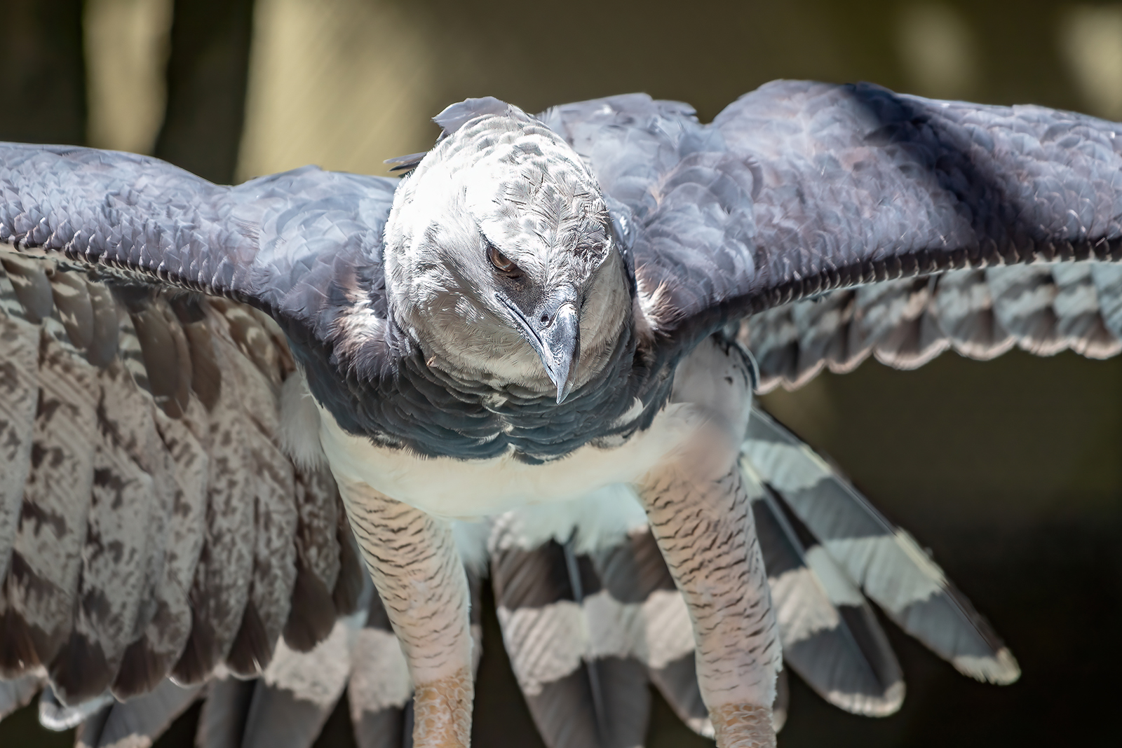 harpy eagle closeup