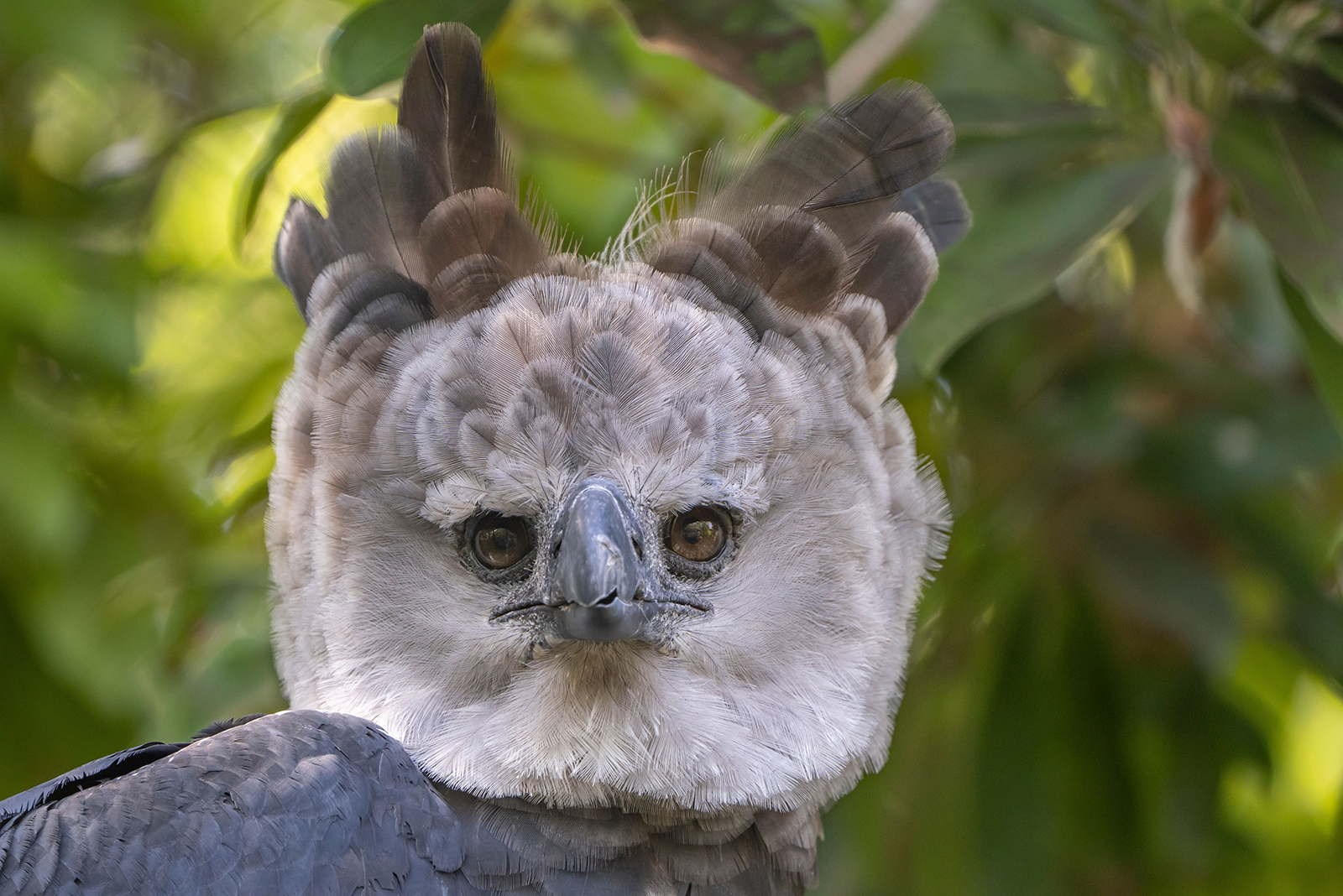 harpy eagle face