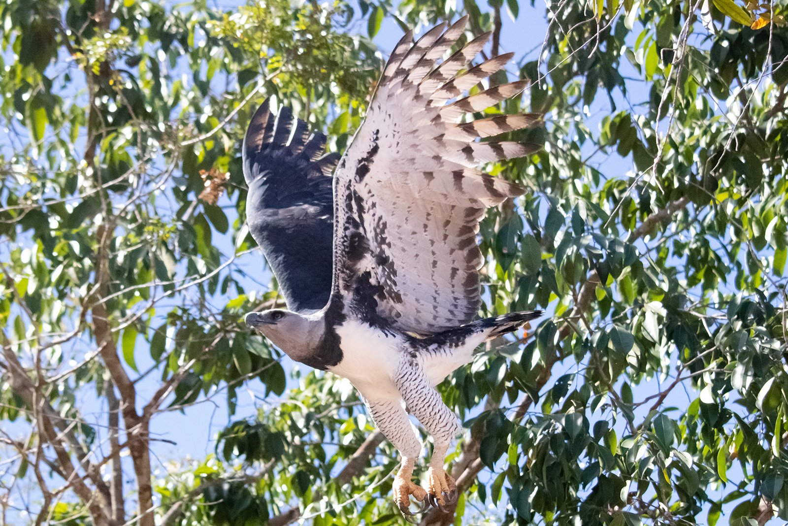 harpy eagle flying