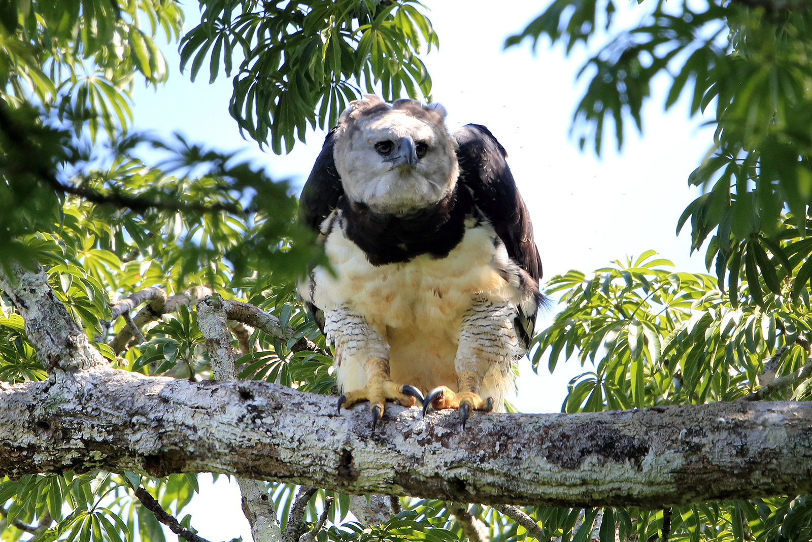 harpy eagle hunting