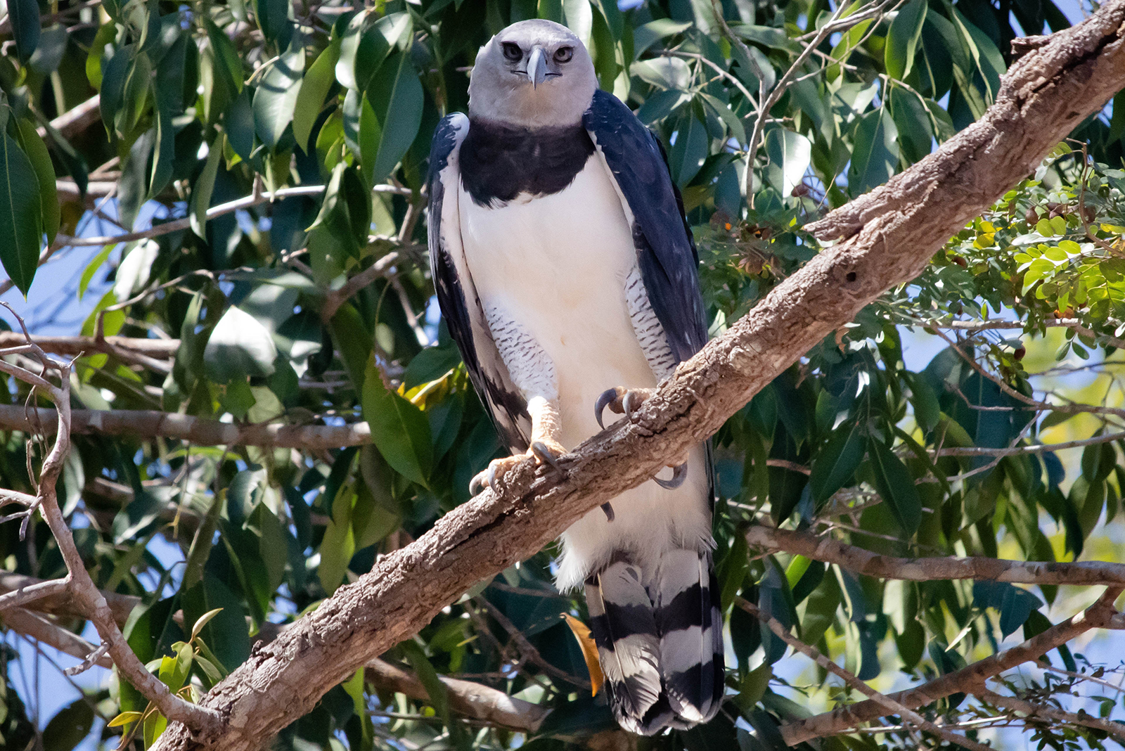 harpy eagle on branch