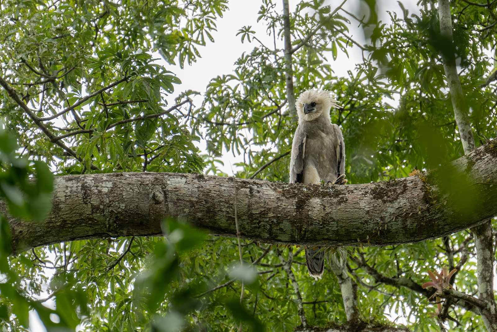 harpy eagle on tree