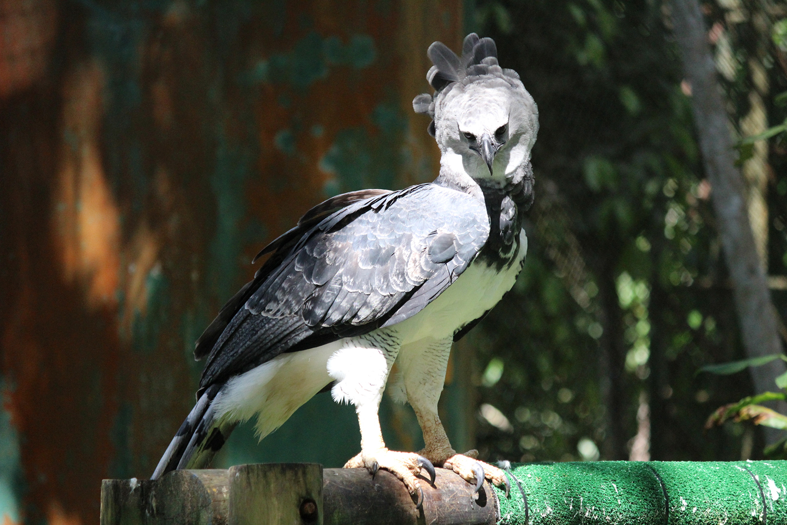 harpy eagle standing