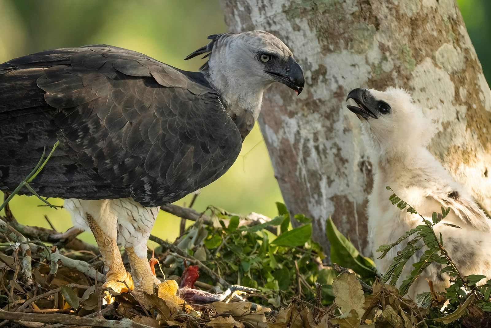 harpy eagle young