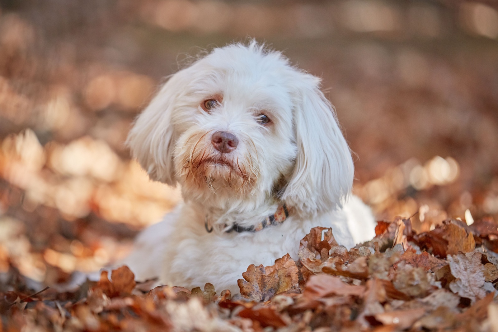 havanese