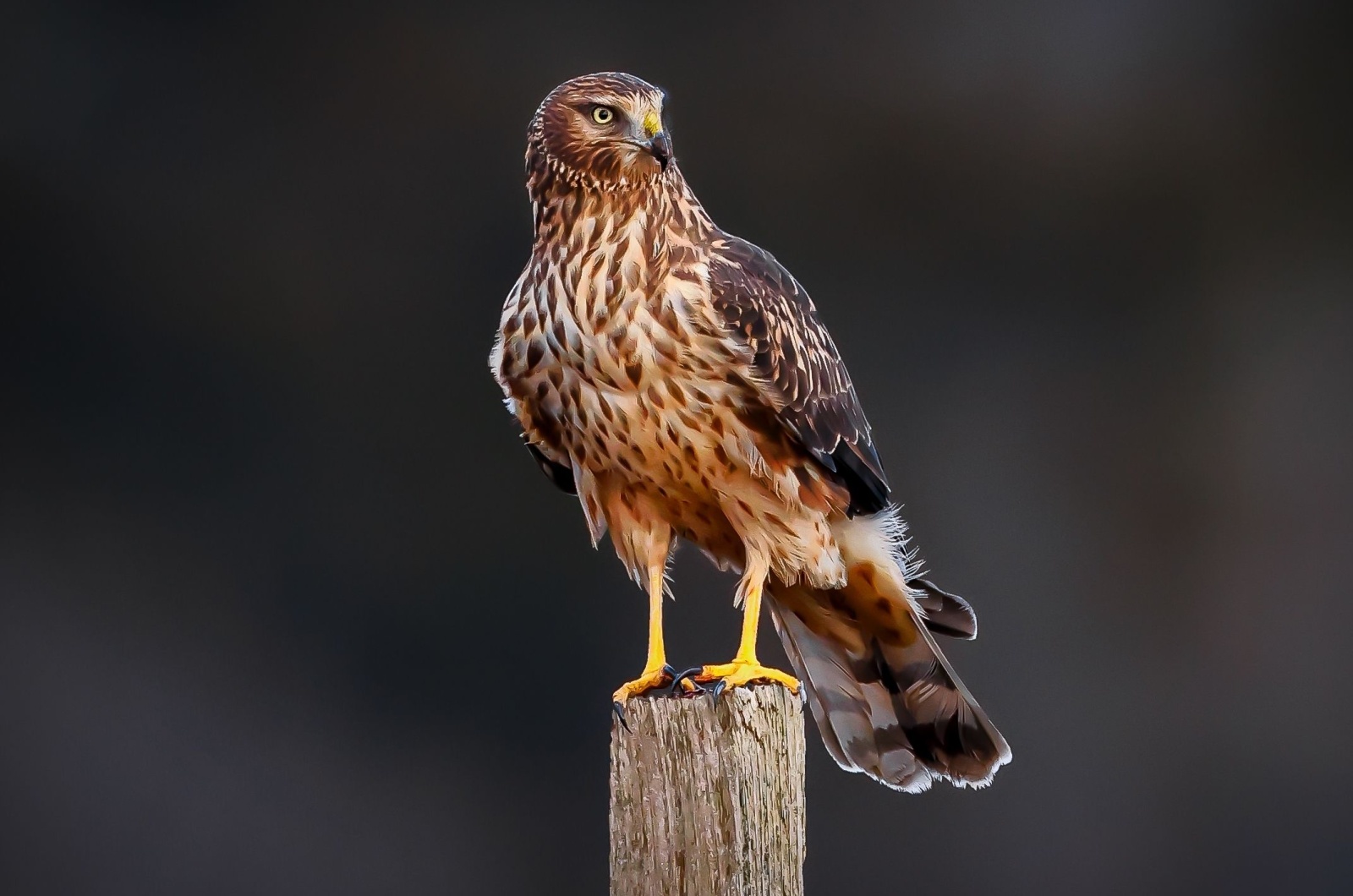 hawk northern harrier