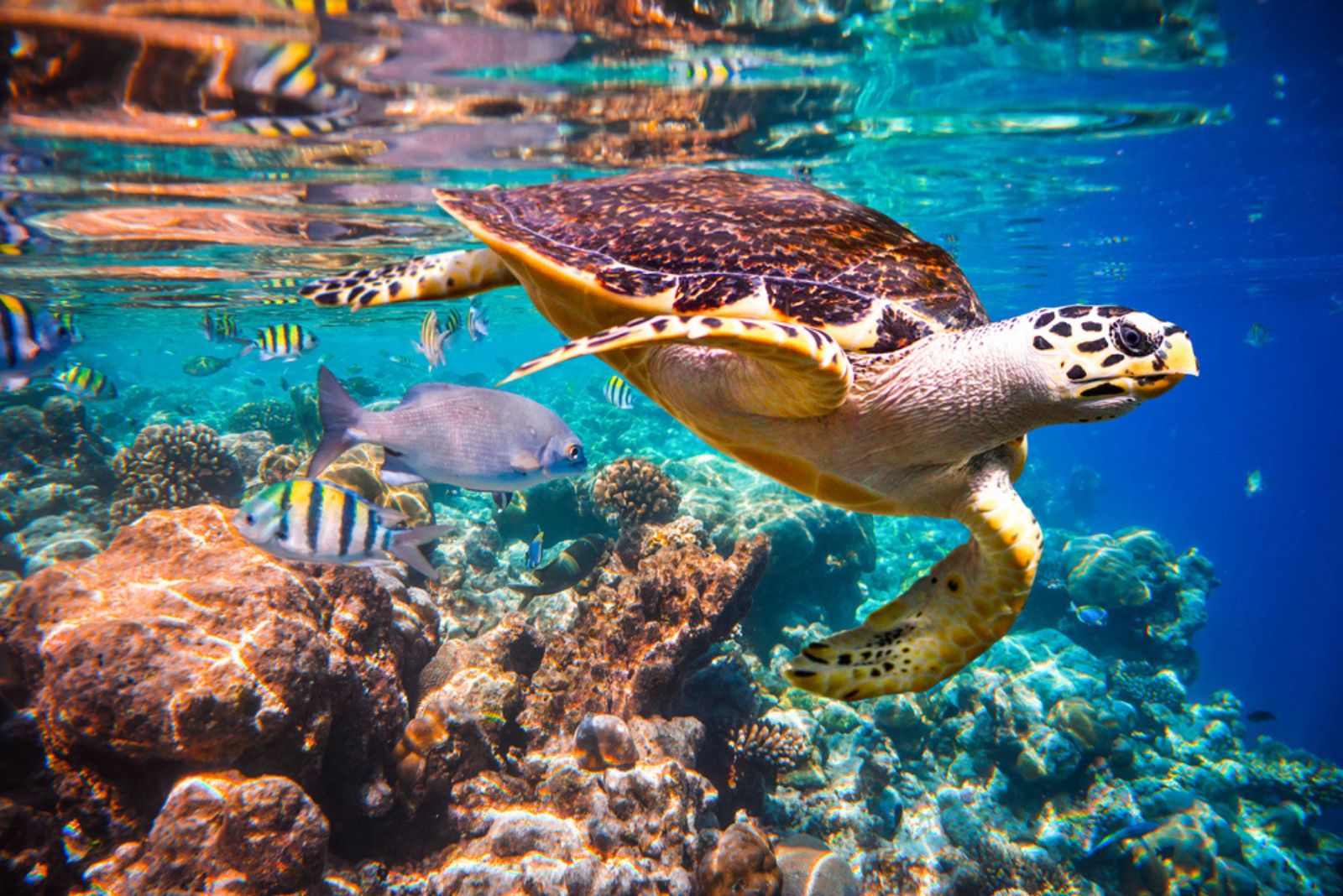 hawksbill sea turtle