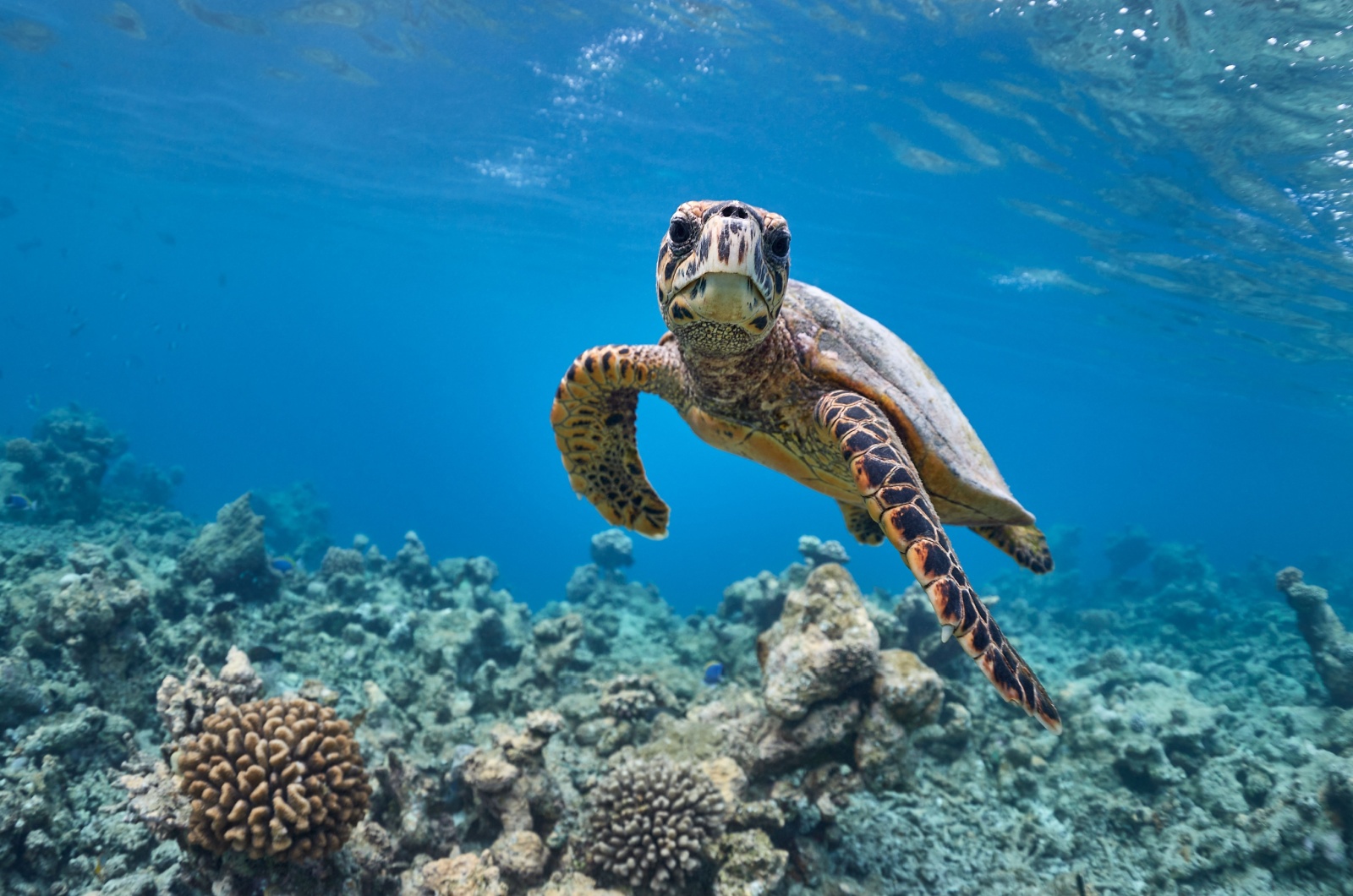 hawksbille sea turtle