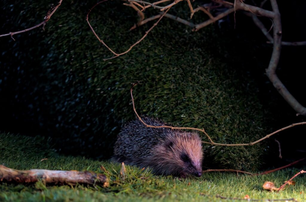 hedgehog at night