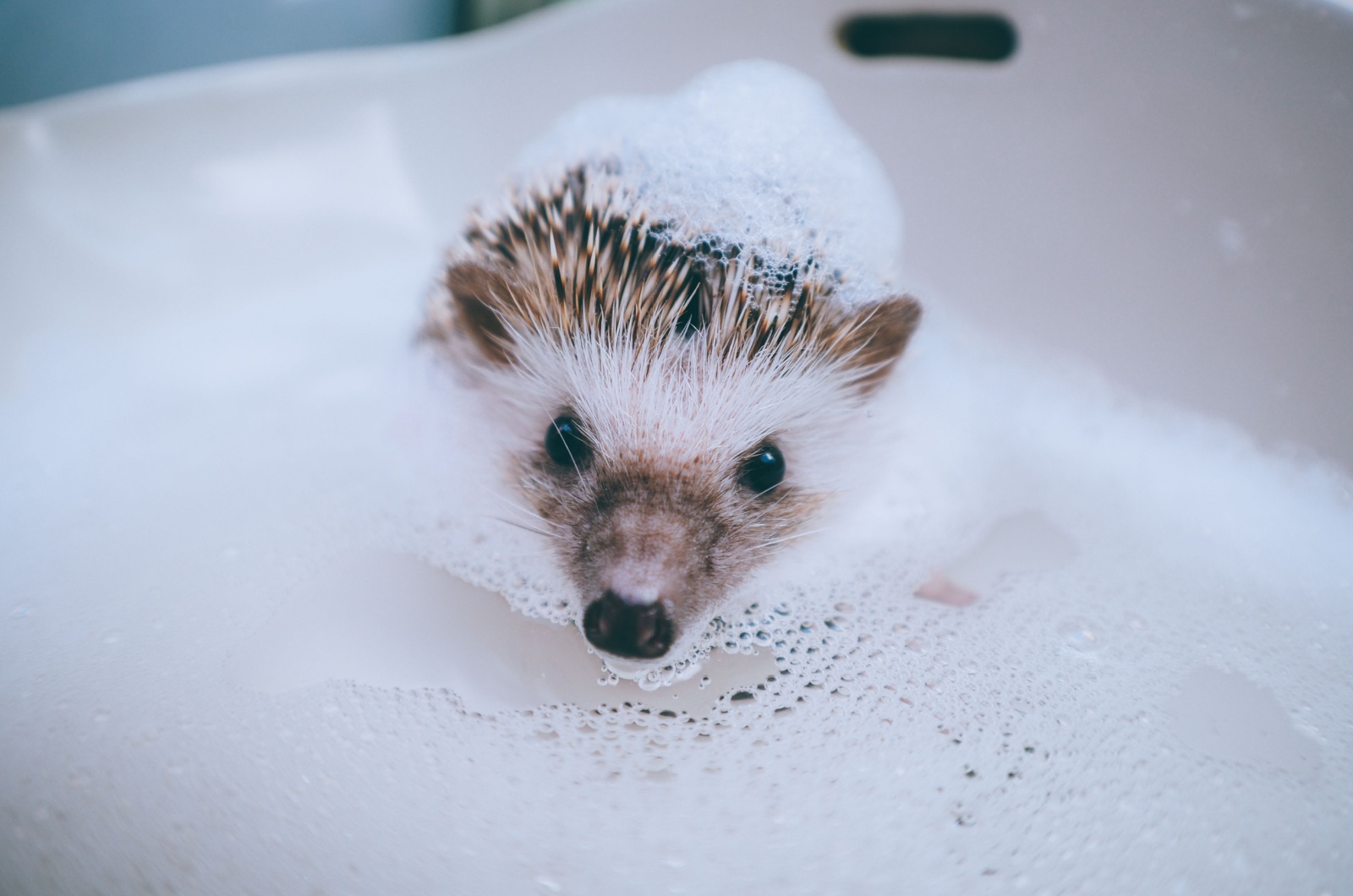 hedgehog bathing