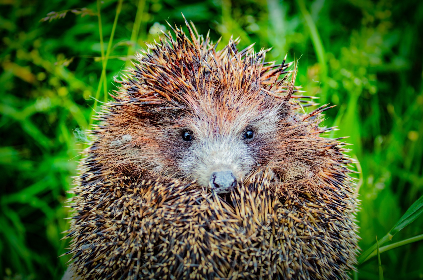 hedgehog closeup