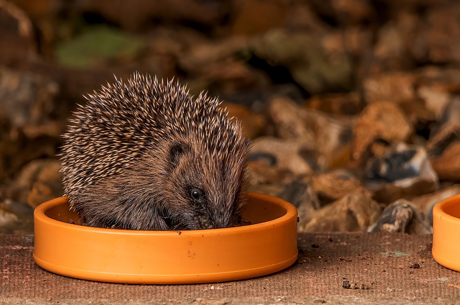 hedgehog in bowl