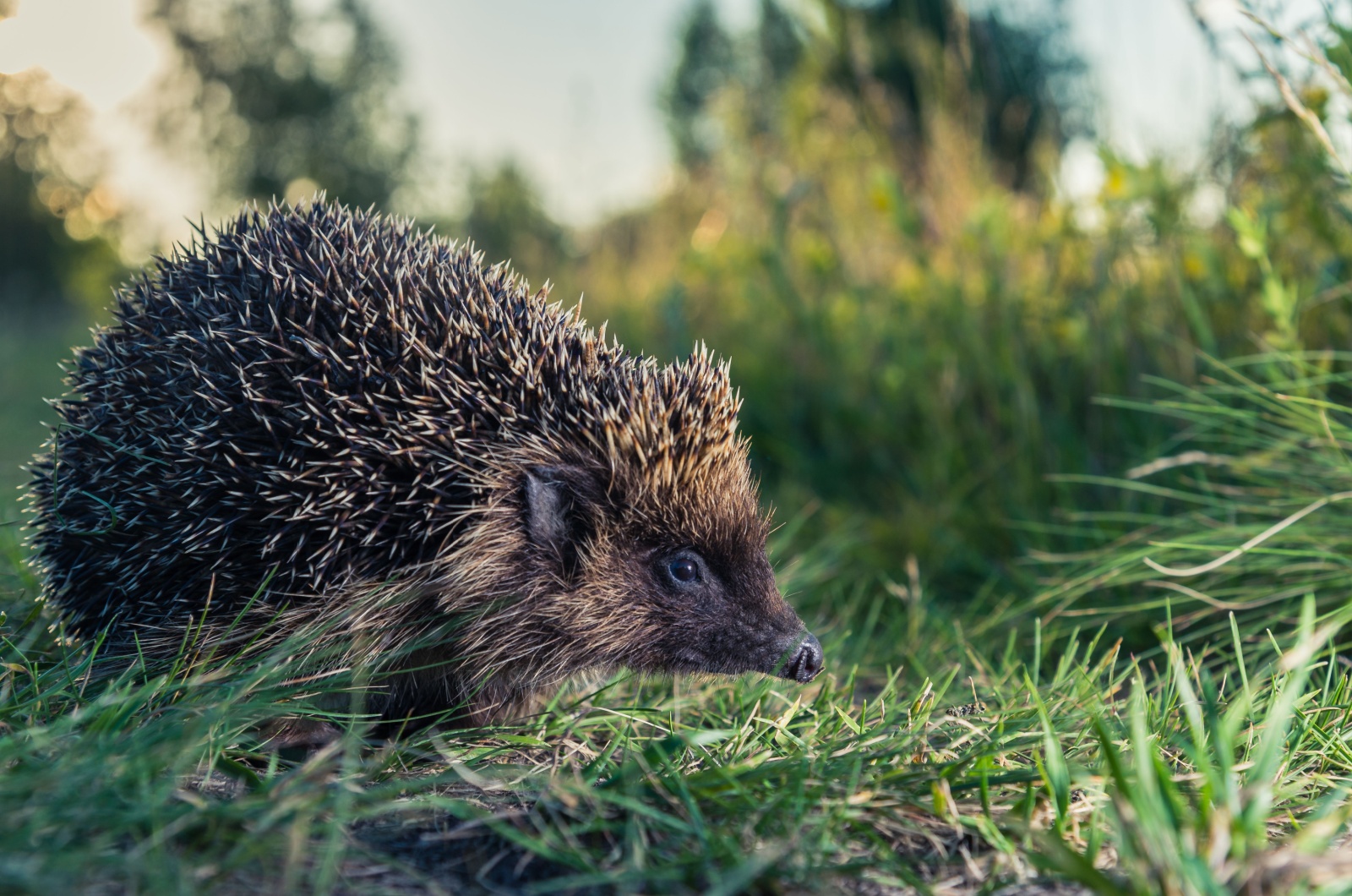 hedgehog in grass