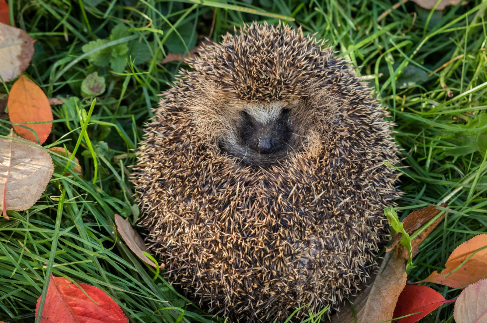 hedgehog quill