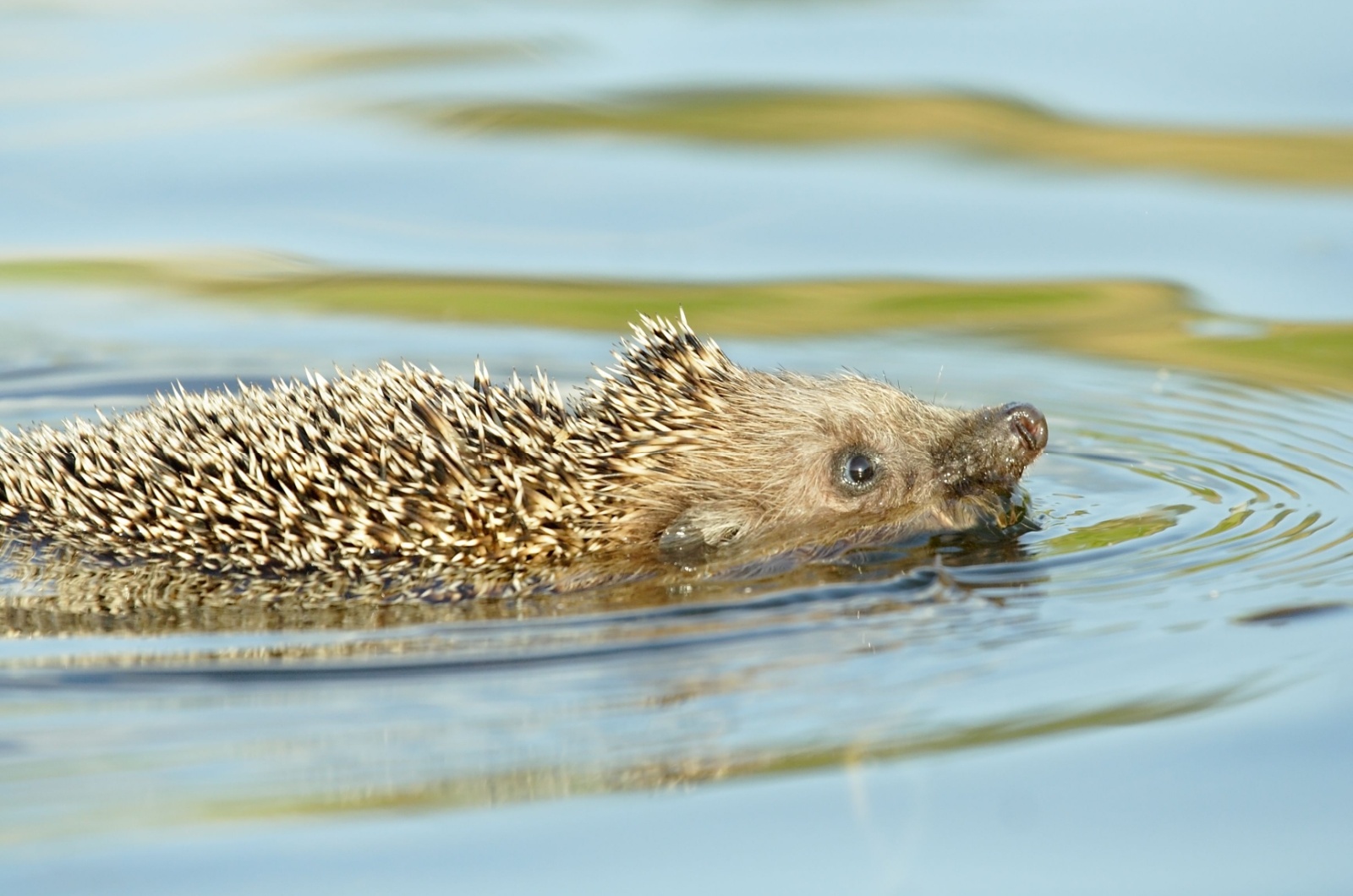 hedgehog swimming