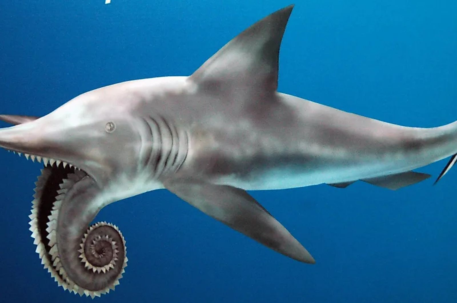 helicoprion