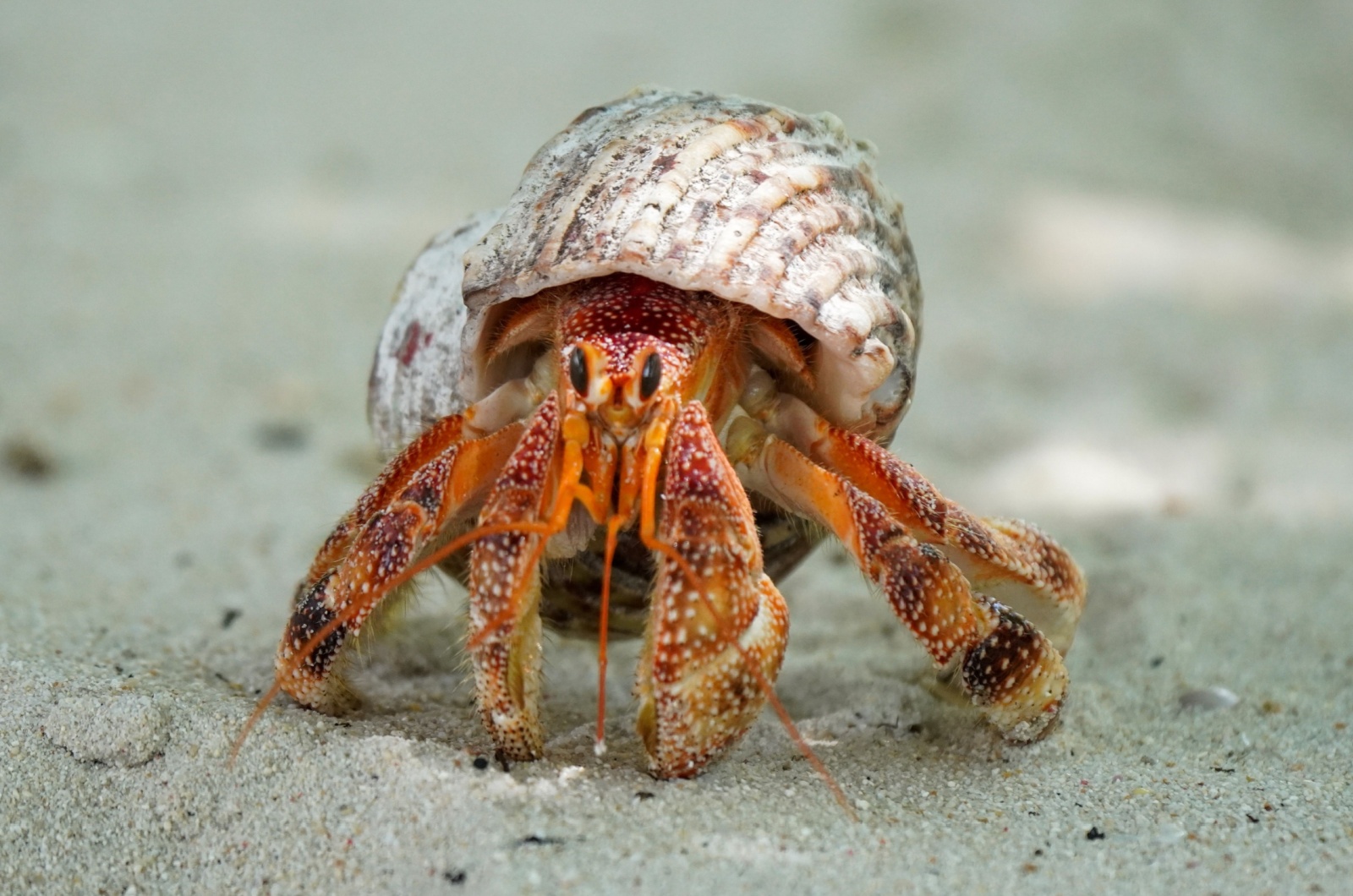 hermit crab