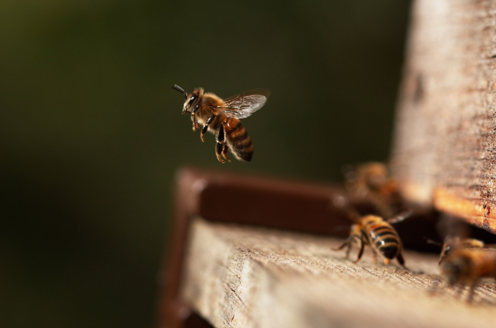 honeybees
