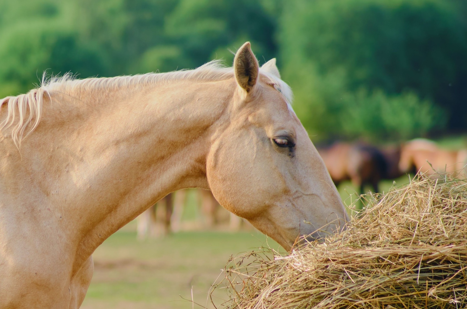 horse eating