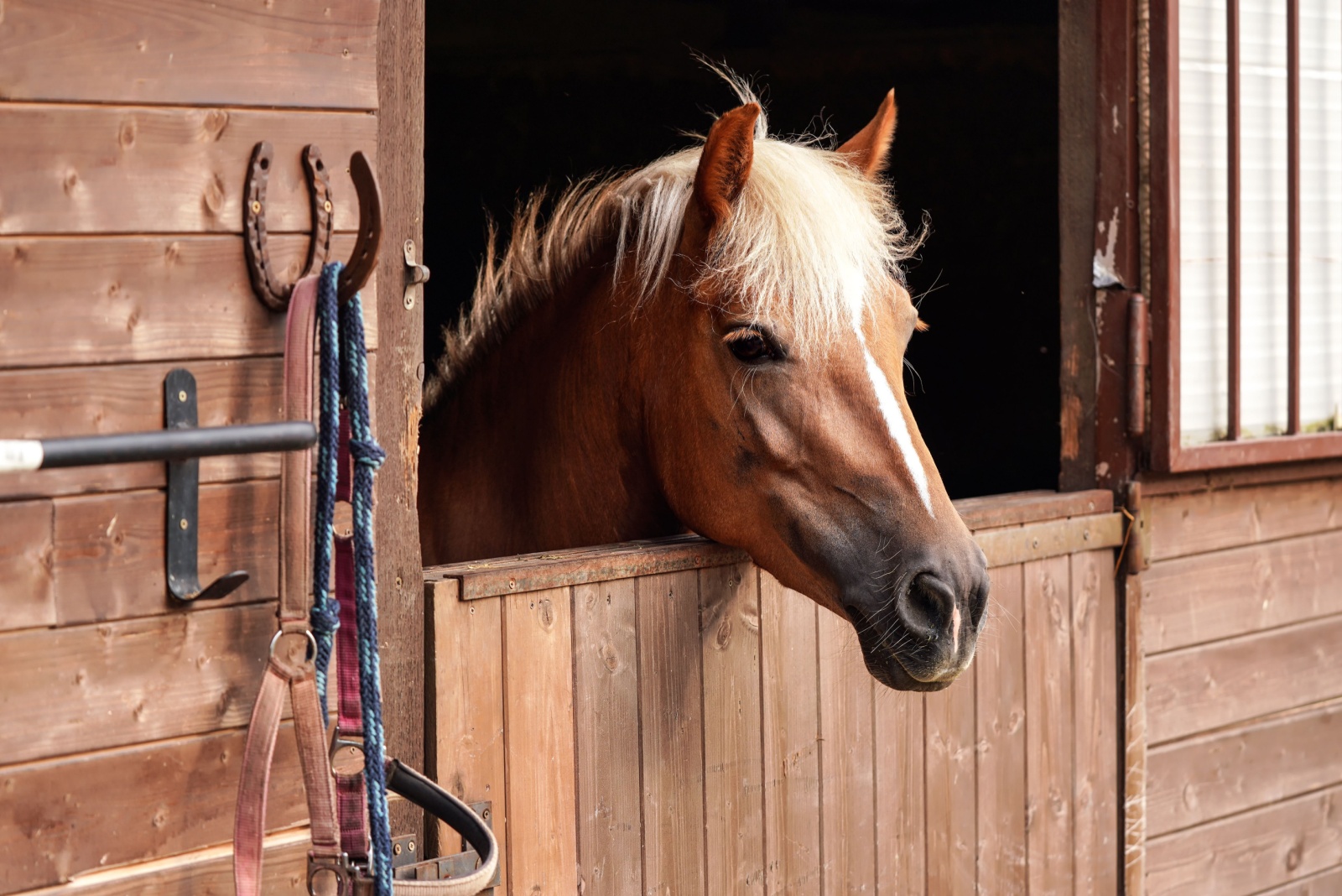 horse in a wooden stables box