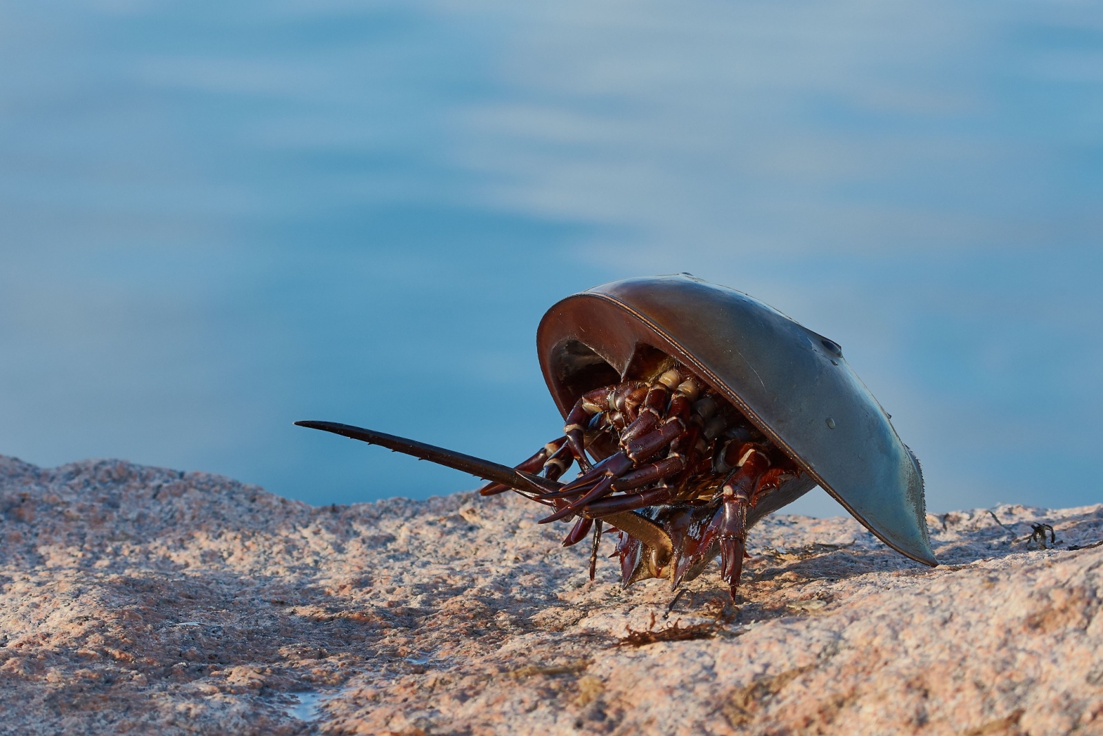 horseshoe crab