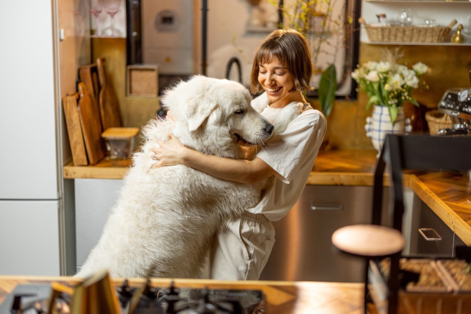 huge golden retriever jumping on woman