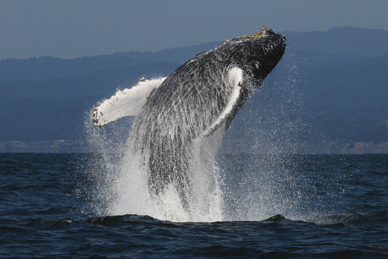 humpback whale