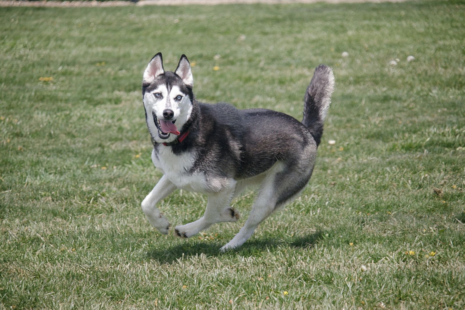 husky running