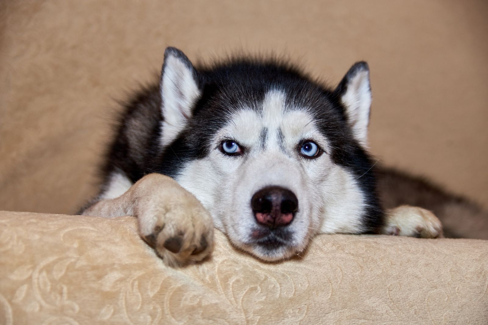 husky thinking