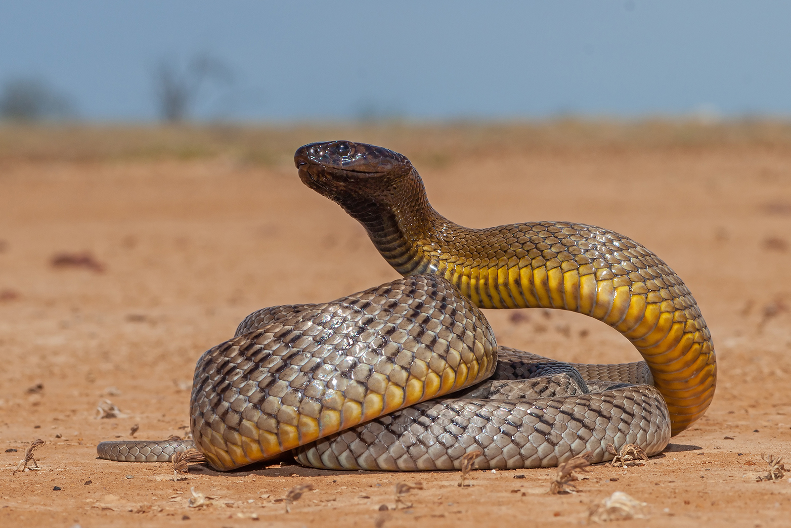 inland taipan