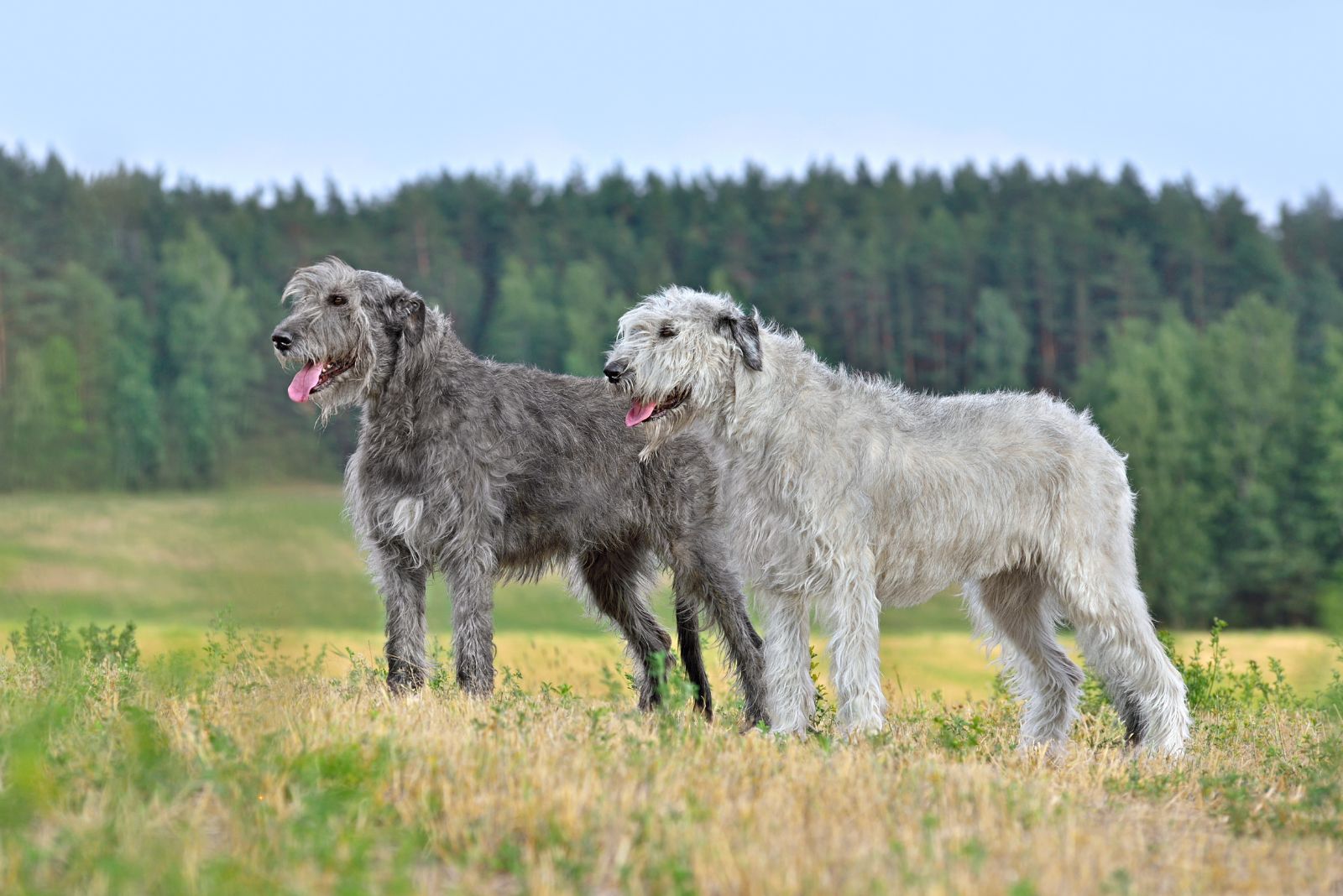 irish wolfhound