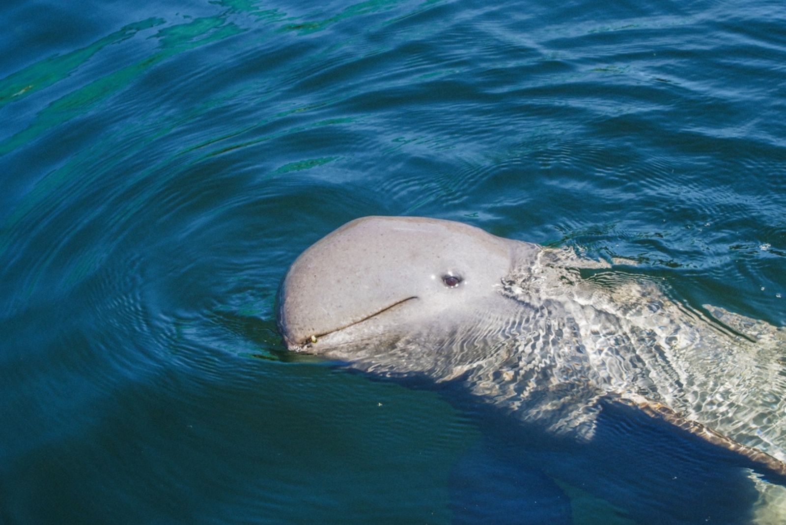 irrawaddy dolphin