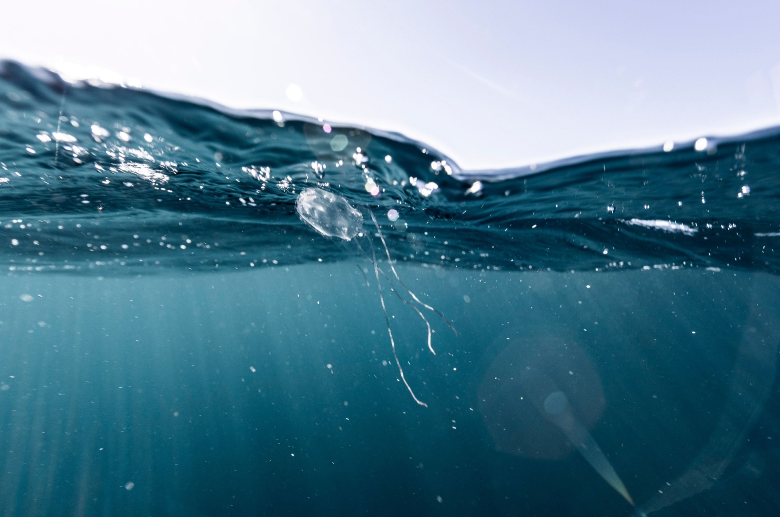 irukandji jellyfish