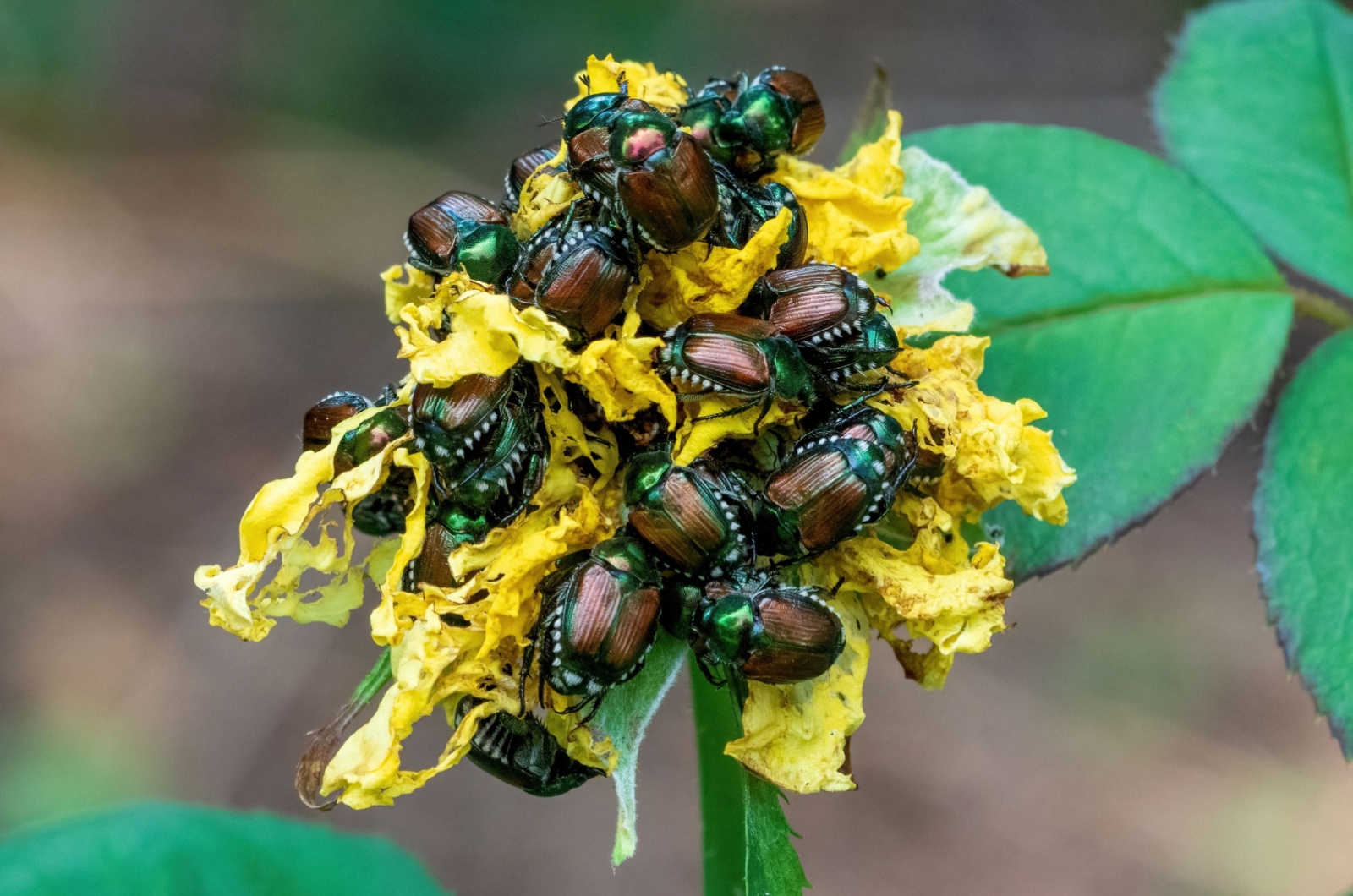 japanese beetle