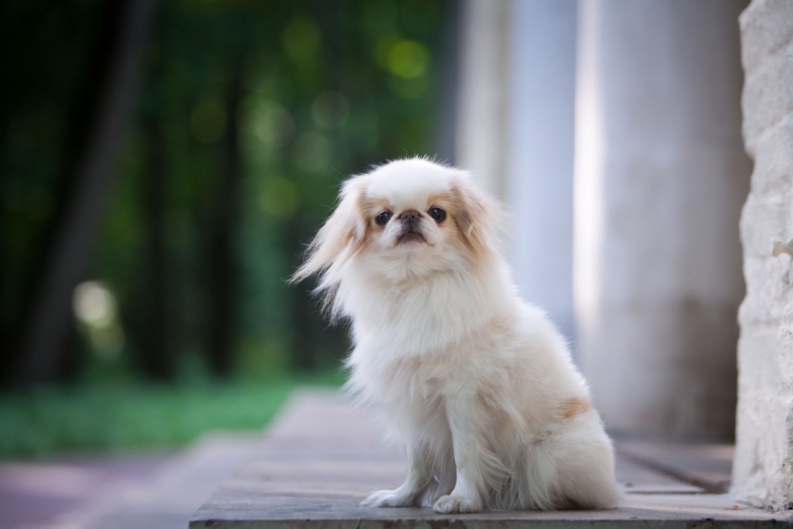 japanese chin