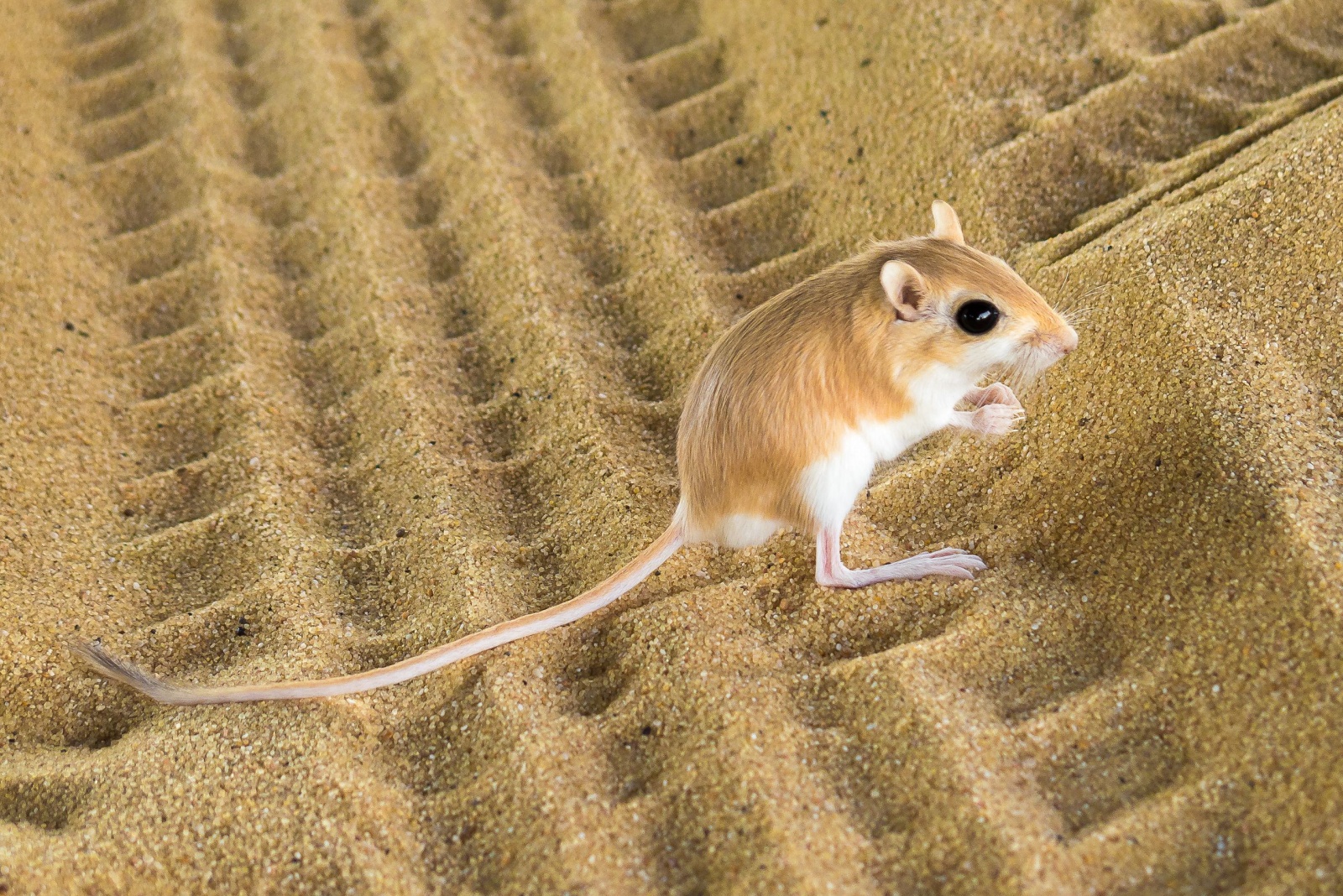 kangaroo rat