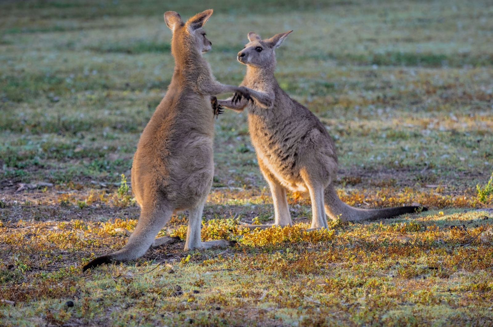 kangaroos