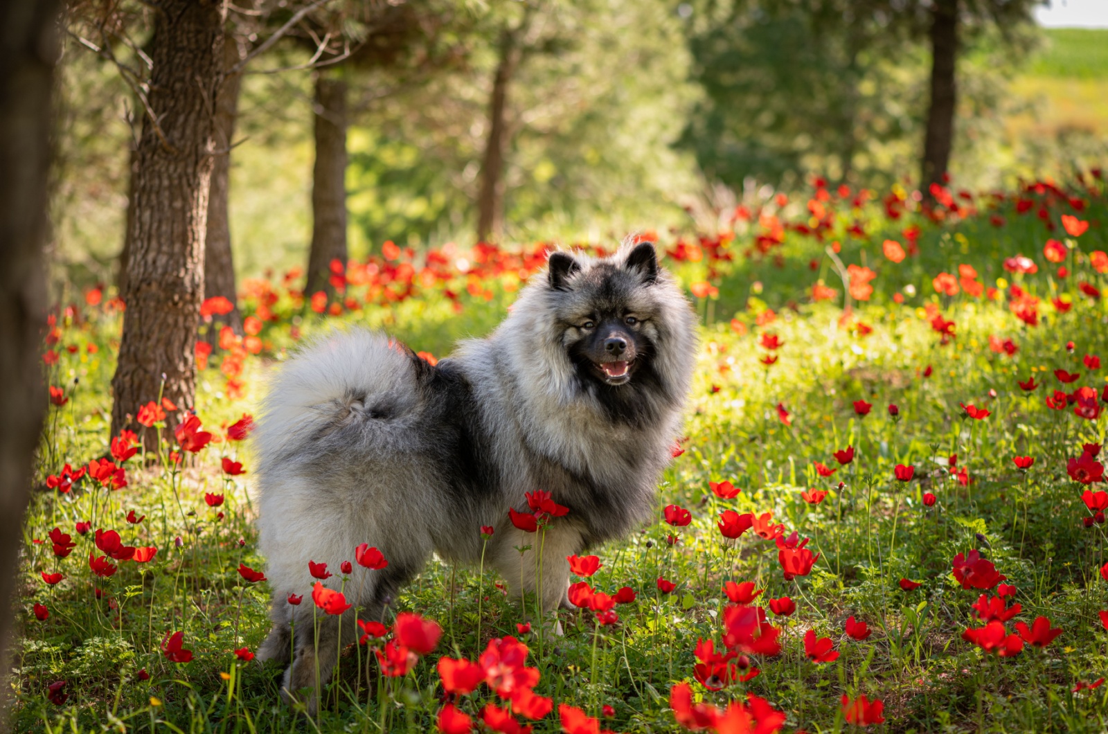 keeshond