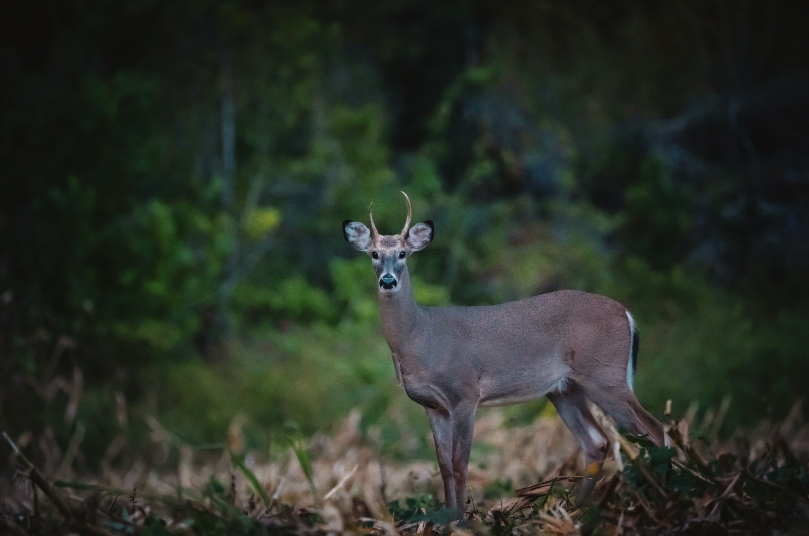 key deer