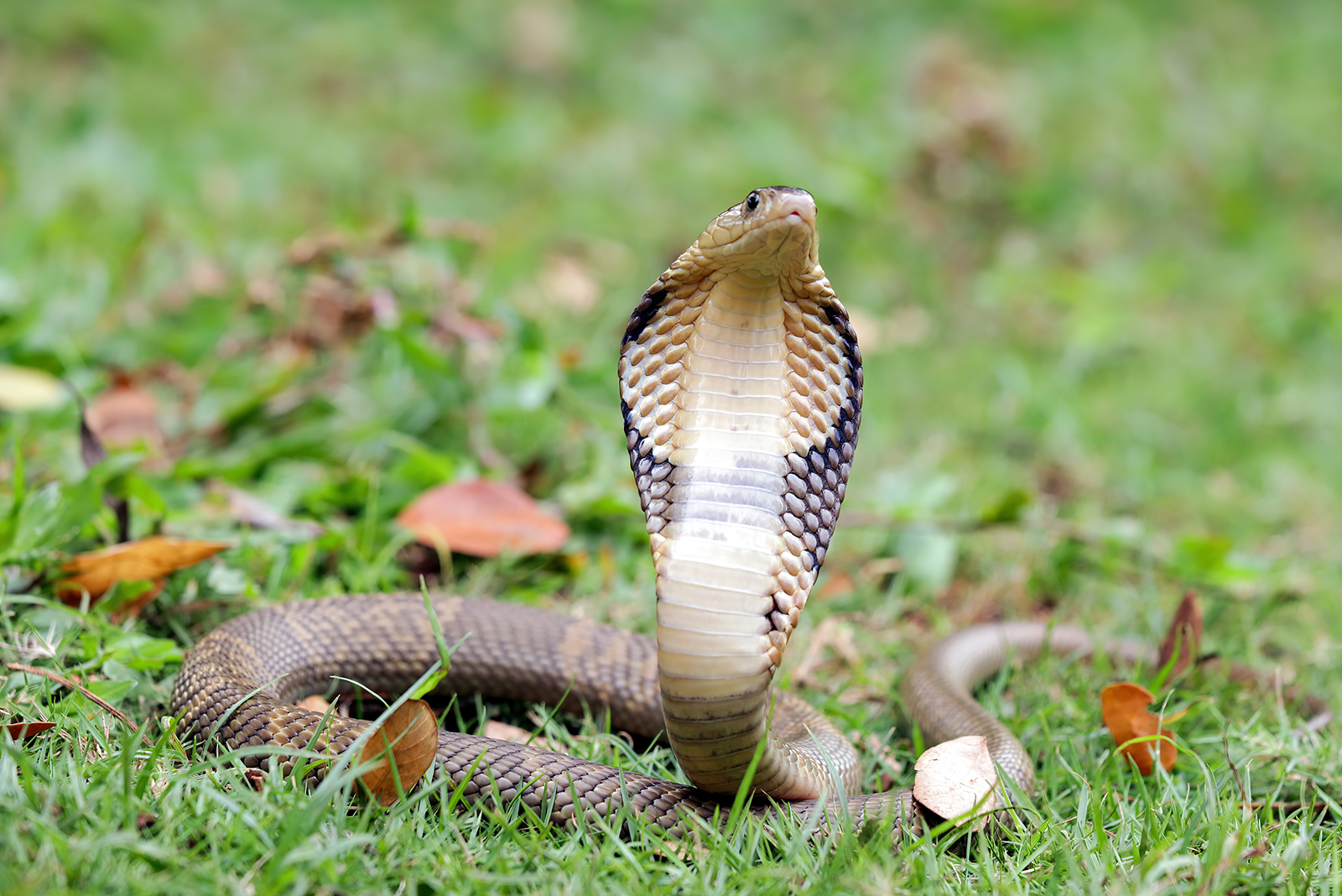 king cobra